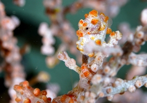 Raja Ampat 2019 - Pygmy seahorse - Hippocampus bargibanti - DSC07441_rc